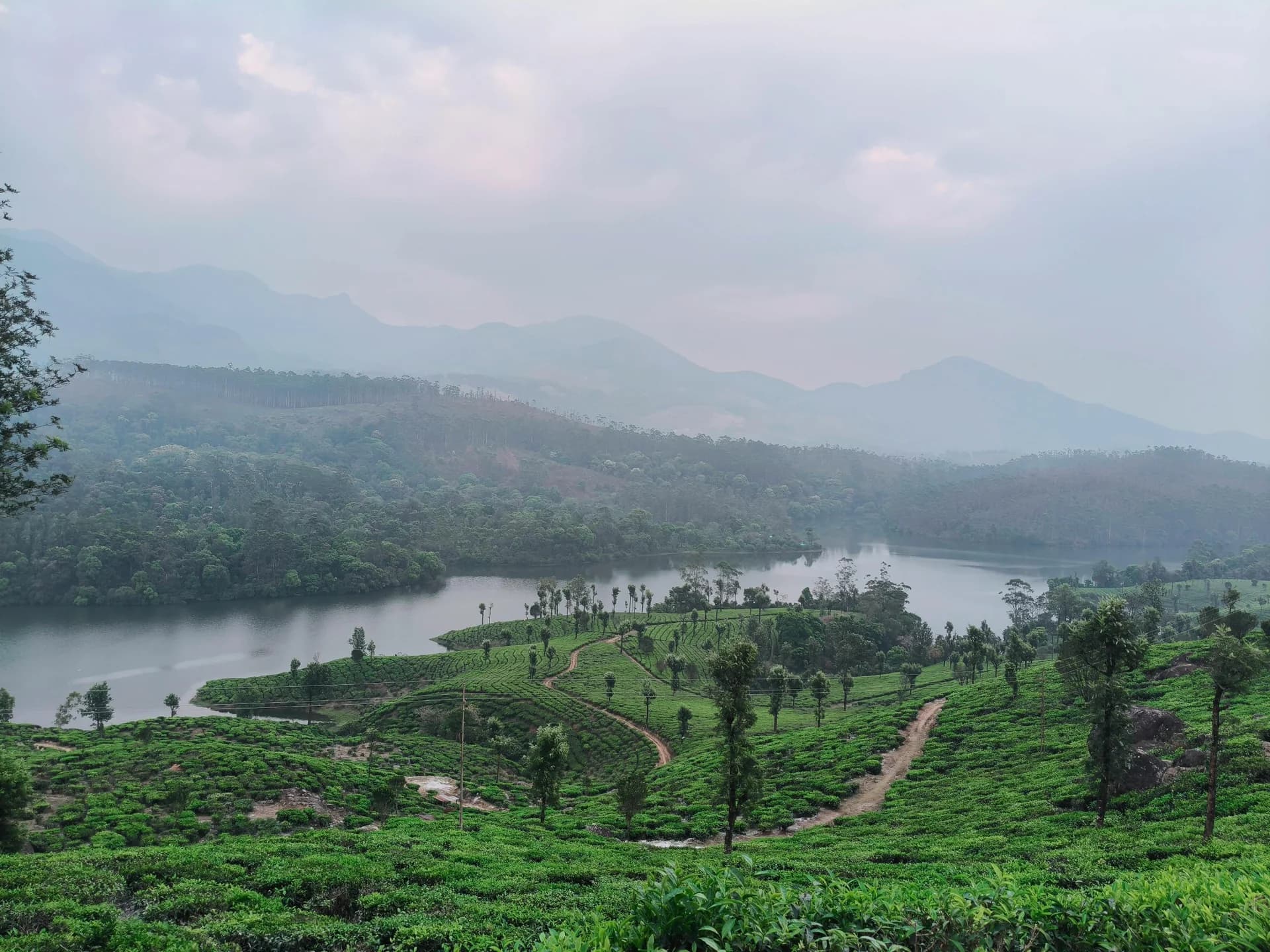 Tea plantations beside a misty hill reservoir in Munnar, Kerala