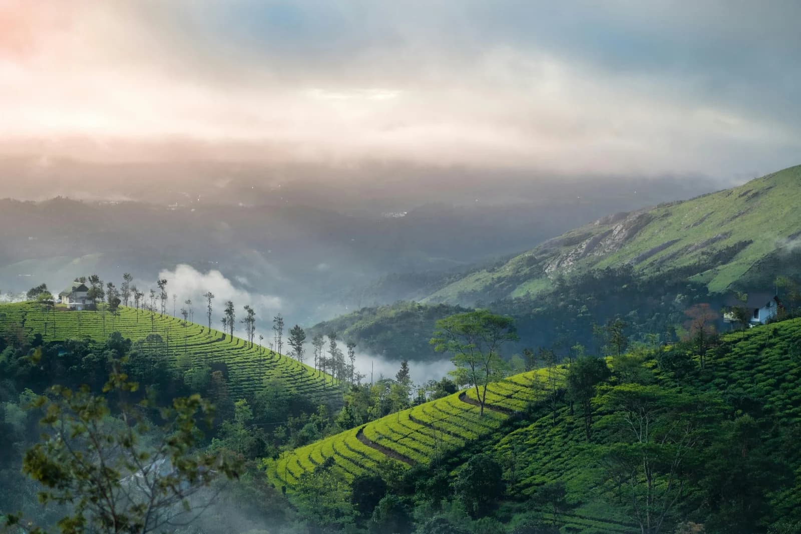 Munnar tea plantations with misty hills Kerala